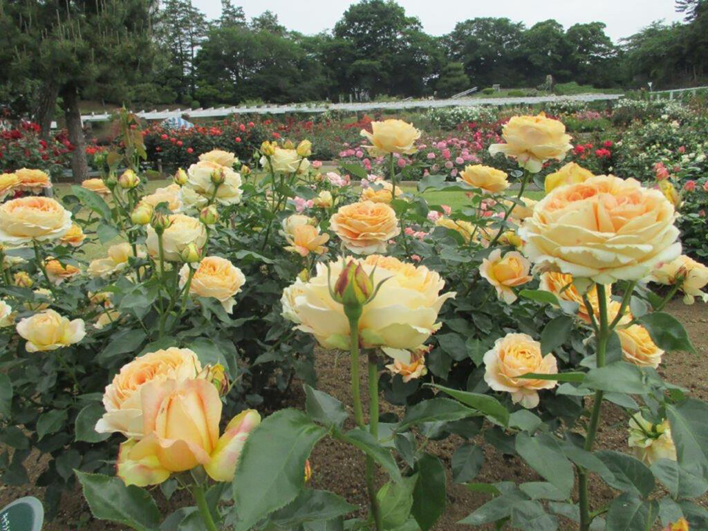 生田緑地ばら苑