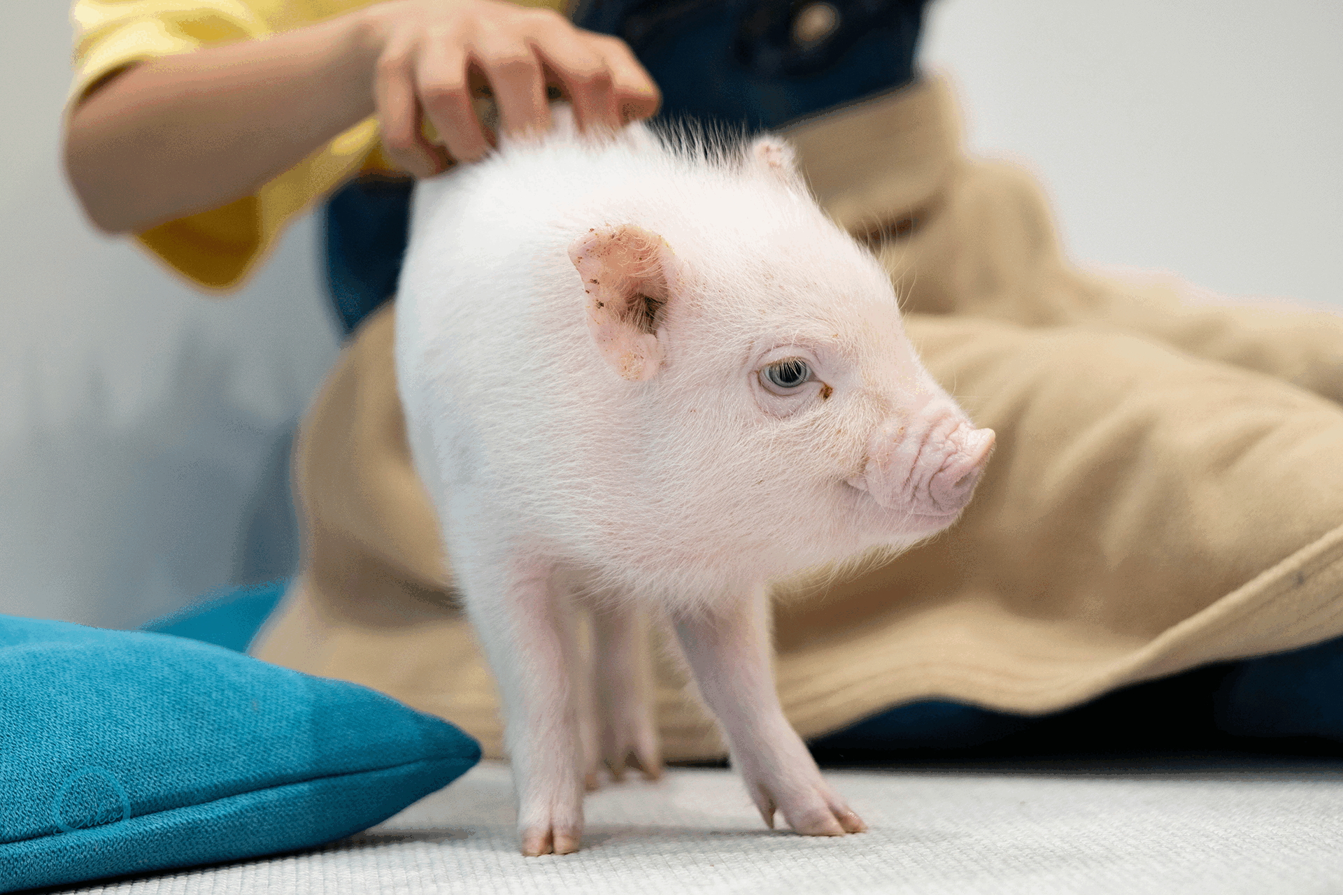 マイピッグカフェ マイクロブタカフェ