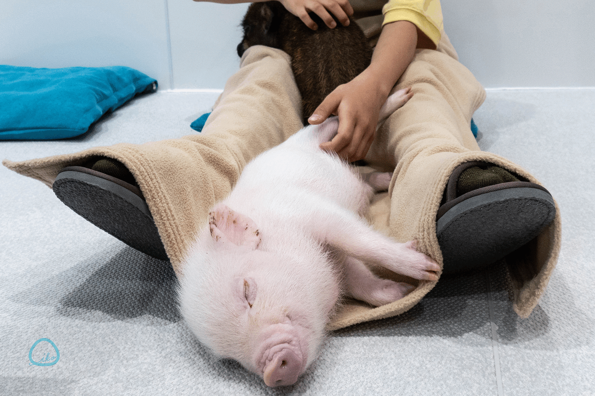 マイピッグカフェ マイクロブタカフェ