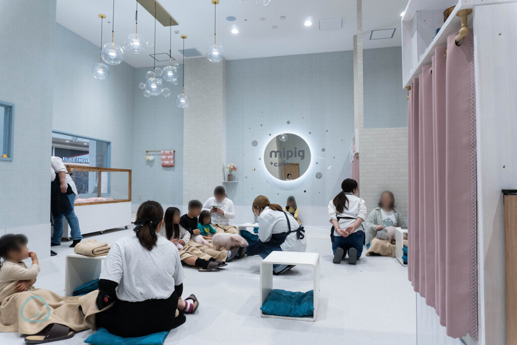 マイピッグカフェ マイクロブタカフェ