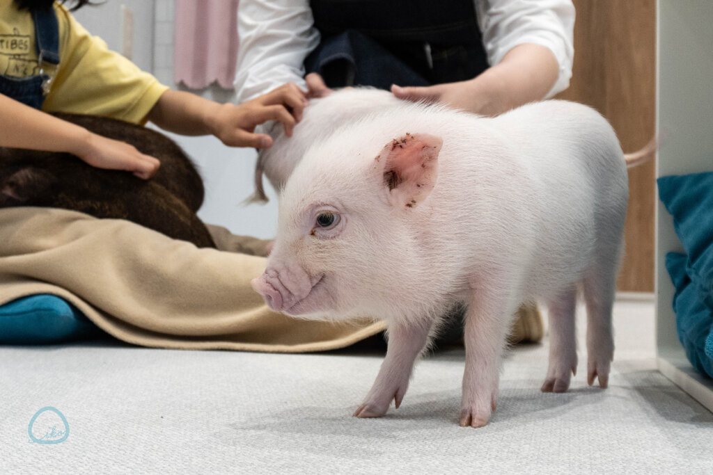 マイピッグカフェ マイクロブタカフェ イオンモールむさし村山店店内
