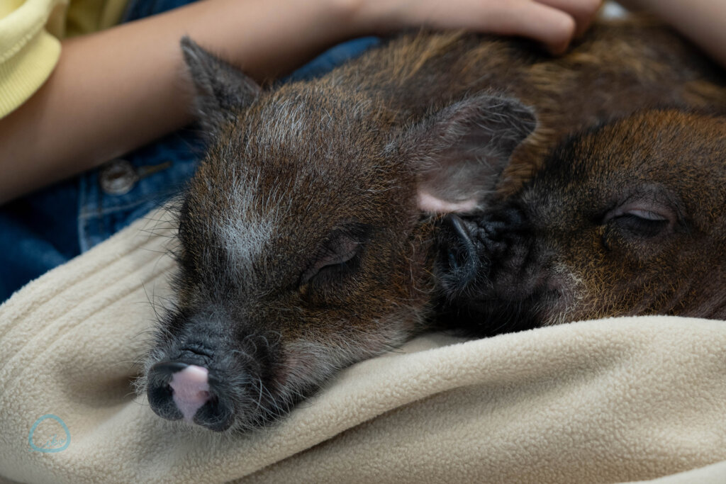 マイピッグカフェ マイクロブタカフェ イオンモールむさし村山店店内