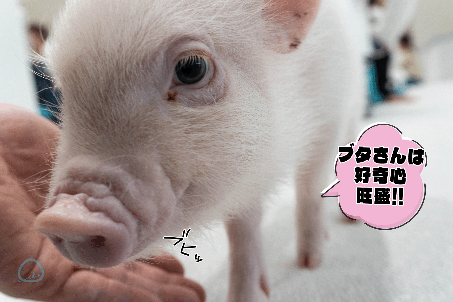 マイピッグカフェ マイクロブタカフェ