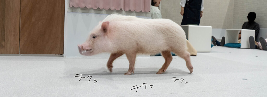 マイピッグカフェ マイクロブタカフェ イオンモールむさし村山店店内