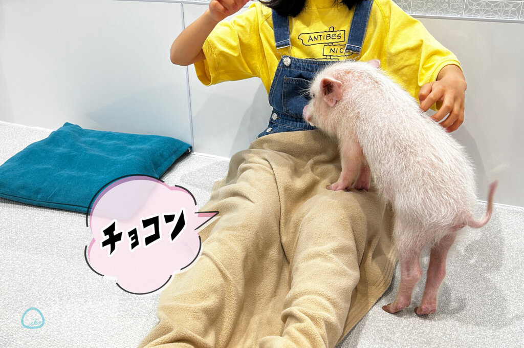 マイピッグカフェ マイクロブタカフェ イオンモールむさし村山店店内