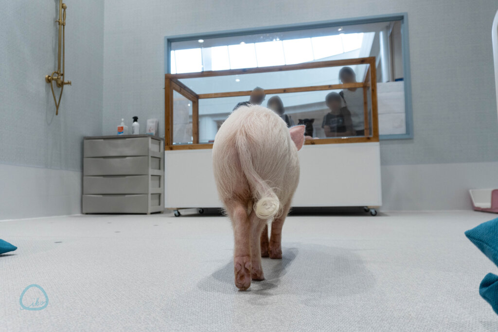 マイピッグカフェ マイクロブタカフェ