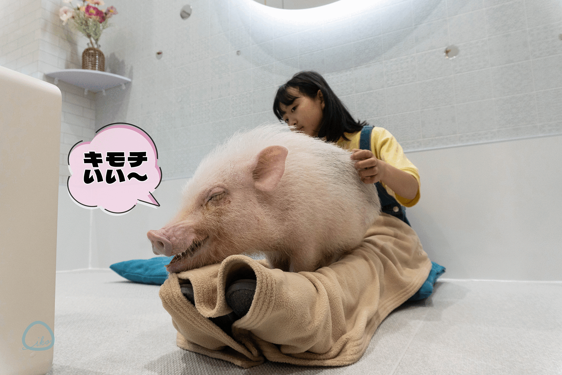 マイピッグカフェ マイクロブタカフェ 寝る豚