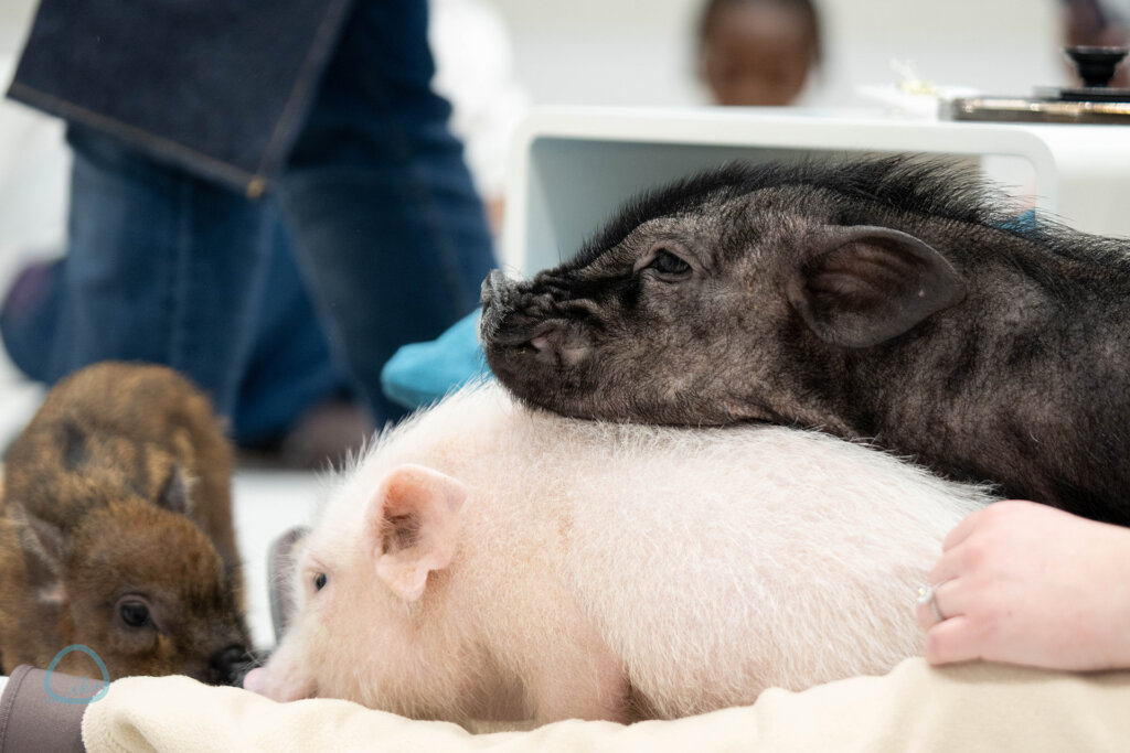マイピッグカフェ マイクロブタカフェ イオンモールむさし村山店店内