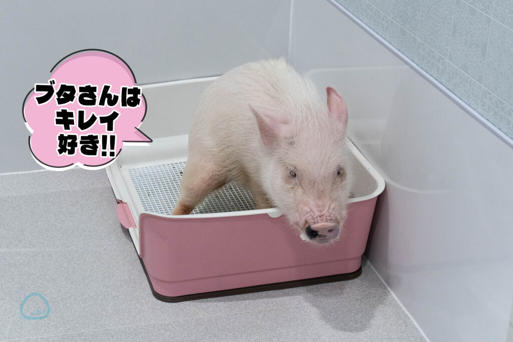 マイピッグカフェ マイクロブタカフェ イオンモールむさし村山店店内