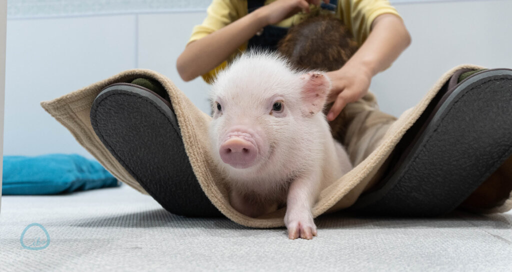 マイピッグカフェ マイクロブタカフェ イオンモールむさし村山店店内 豚と女の子