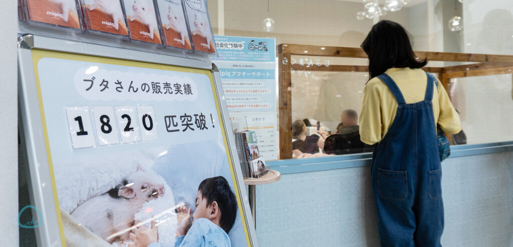 マイピッグカフェ マイクロブタカフェ イオンモールむさし村山店店内を覗く女の子