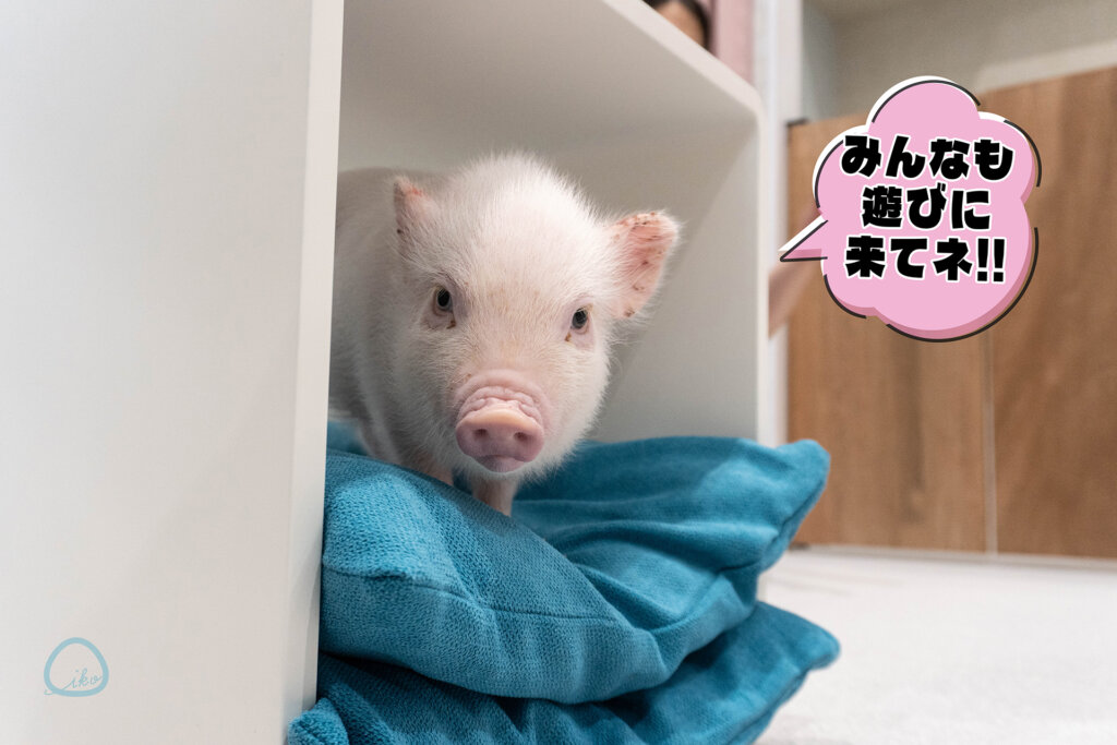 マイピッグカフェ マイクロブタカフェ イオンモールむさし村山店店内