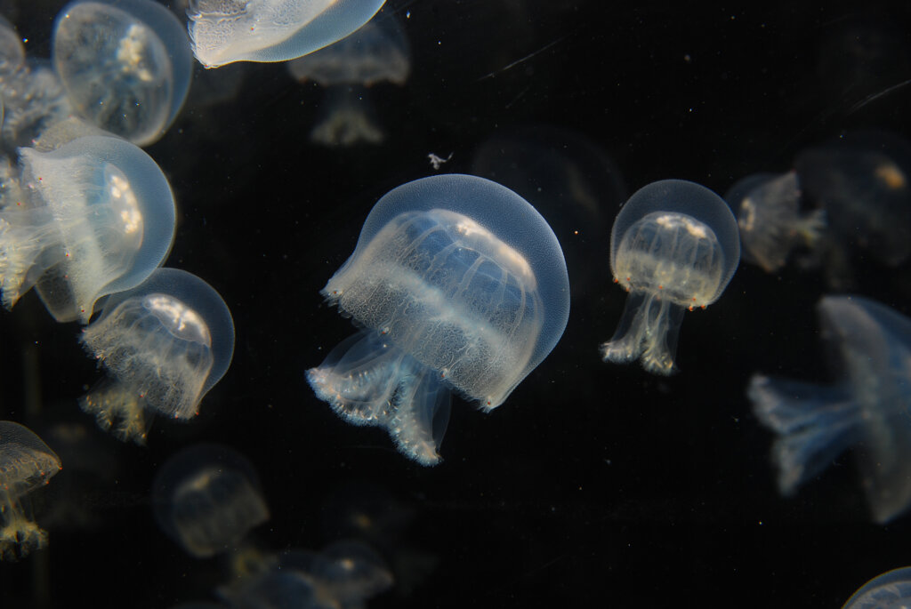 TeNQ企画展　「海中の宇宙遊泳」 produced by 新江ノ島水族館　くらげ