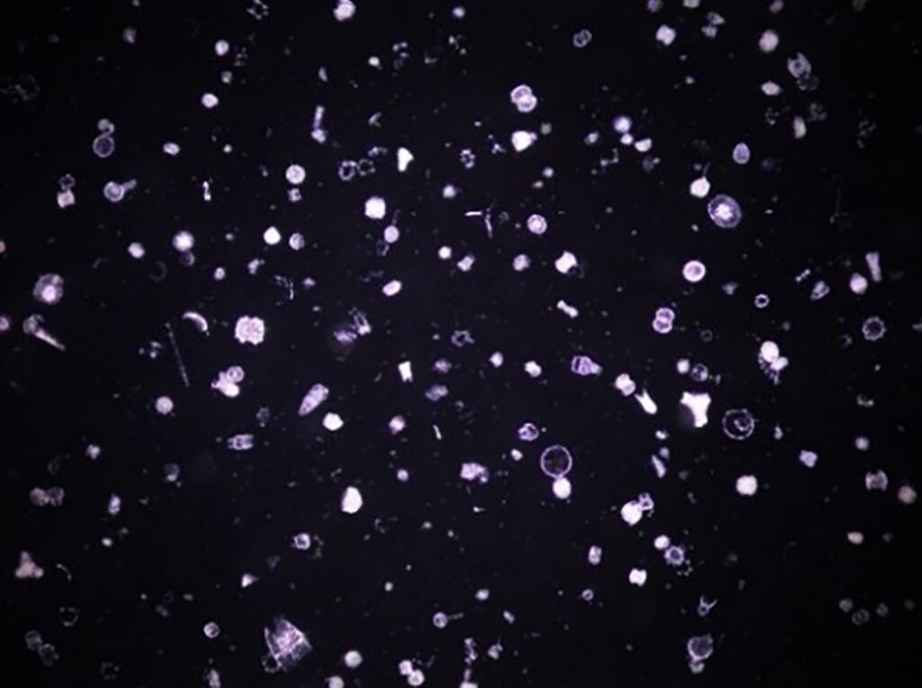 TeNQ企画展　「海中の宇宙遊泳」 produced by 新江ノ島水族館　くらげ