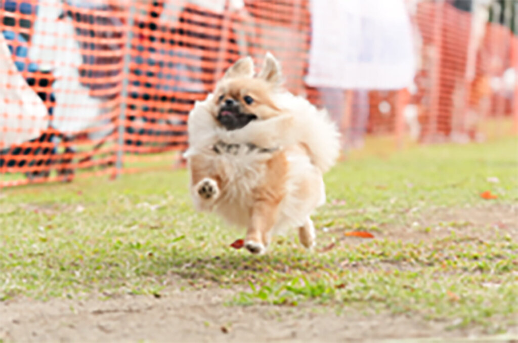 GOGO DOG FES　走る犬