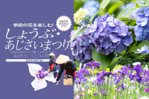 町田　薬師池　花菖蒲　あじさい