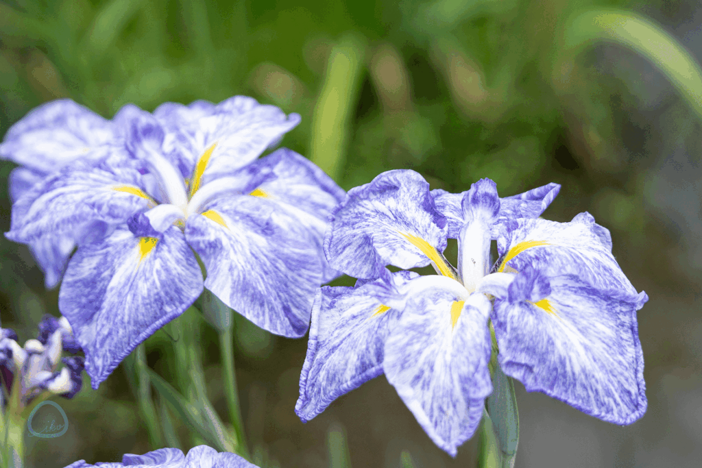 町田　薬師池　花菖蒲　あじさい