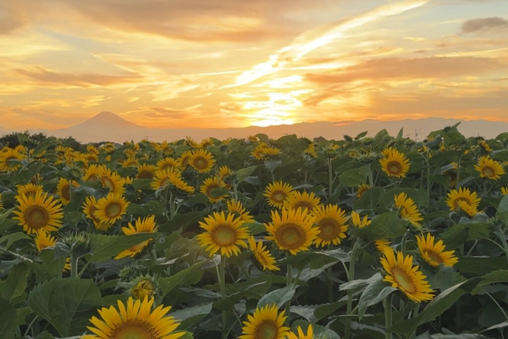 ソレイユの丘 満開のひまわりが夕日に映える