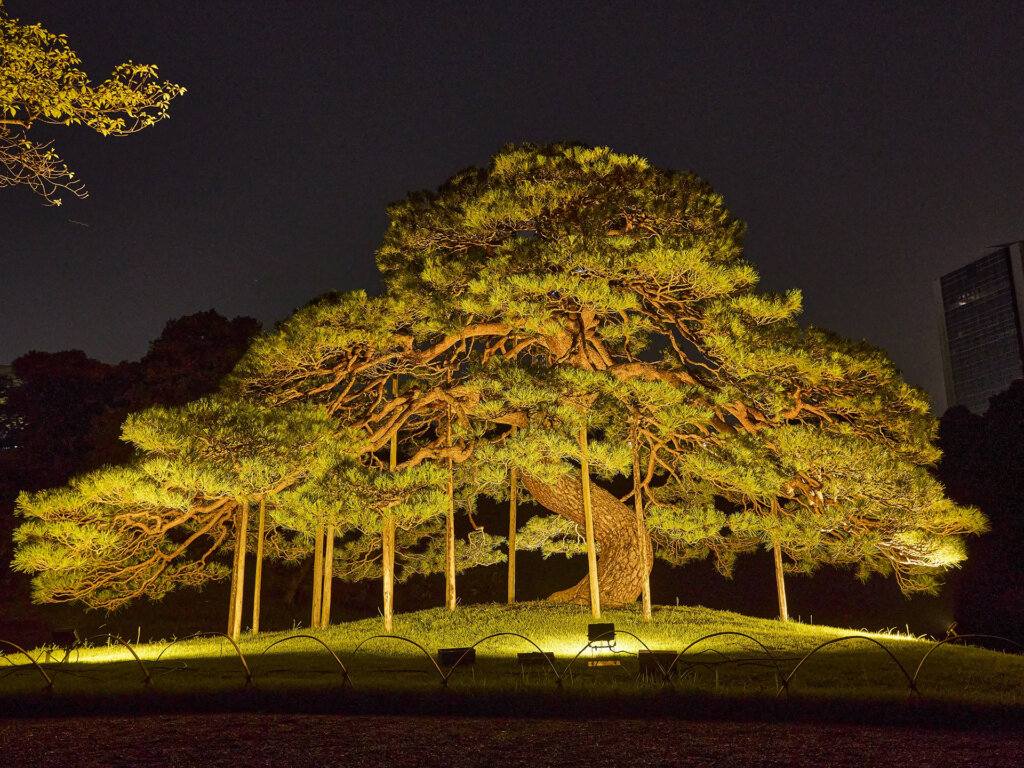 秋の夜長の小石川後楽園 ライトアップ