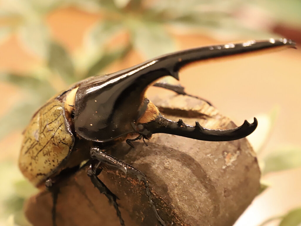 ヘラクレスオオカブト