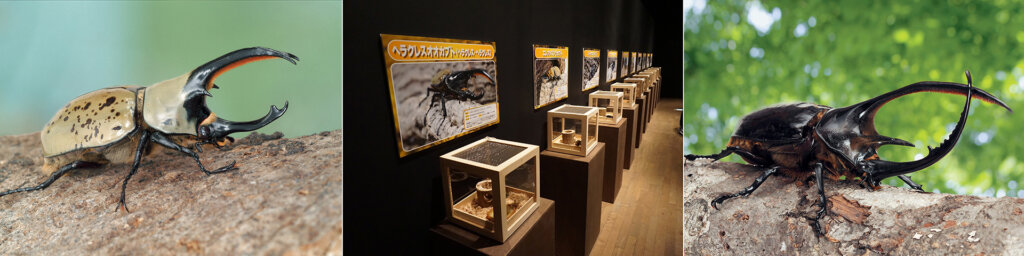 体感するファーブル昆虫展 2025 in 横浜赤レンガ倉庫　館内展示の様子