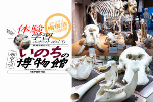 麻布大学　いのちの博物館　バナー