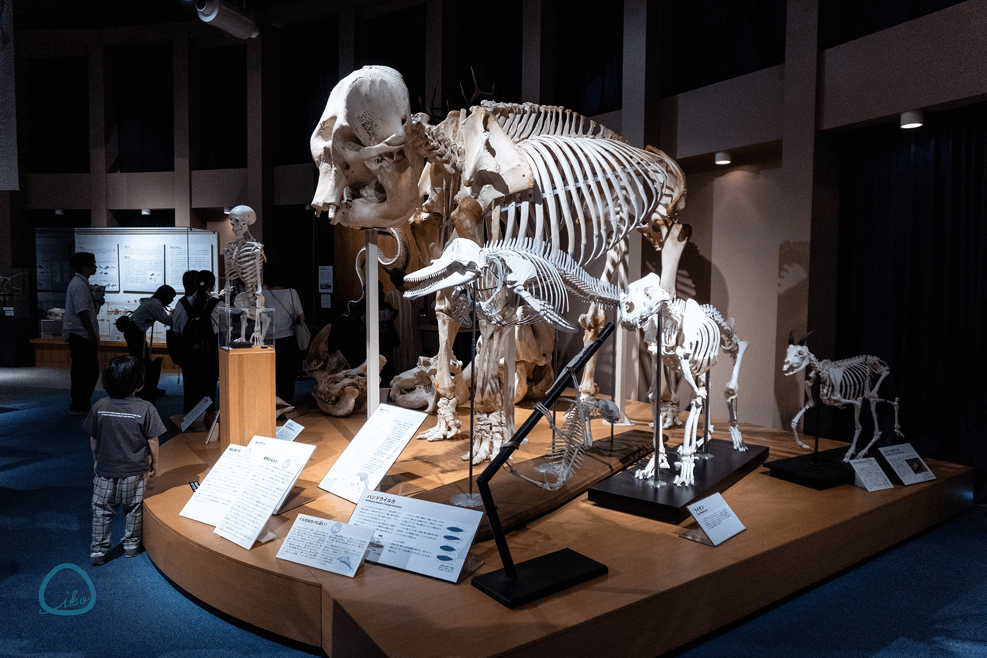 麻布大学 いのちの博物館 館内の様子