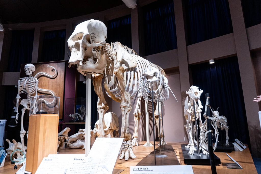 麻布大学 いのちの博物館 全身骨格標本