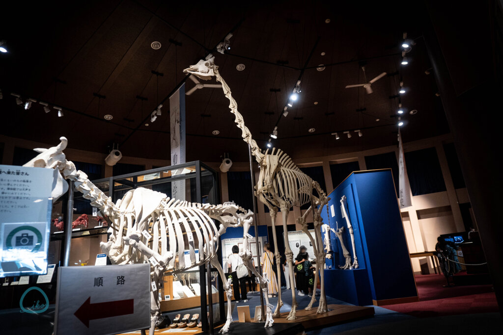 麻布大学 いのちの博物館 全身骨格標本