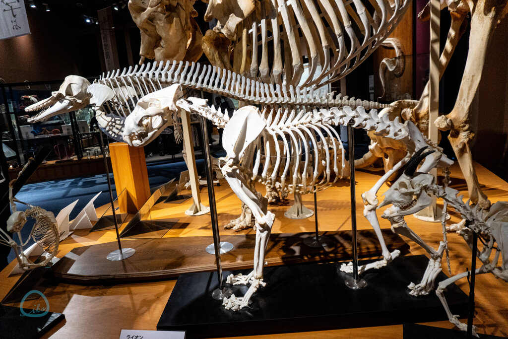 麻布大学 いのちの博物館 全身骨格標本
