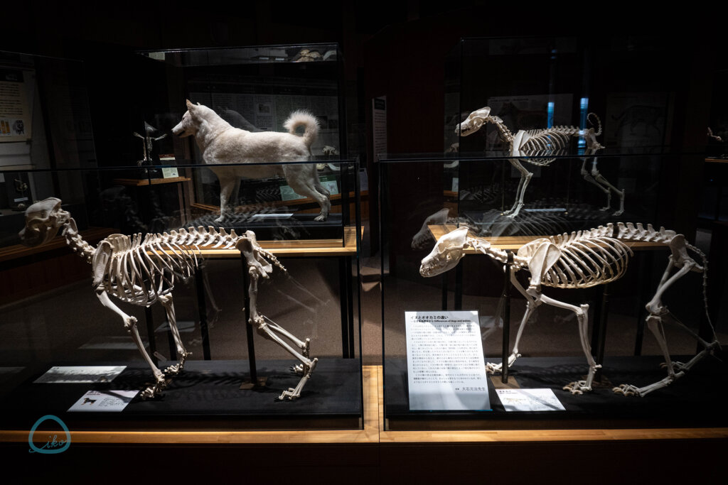 麻布大学 いのちの博物館 全身骨格標本