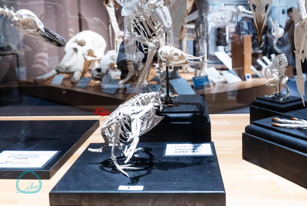 麻布大学 いのちの博物館 全身骨格標本