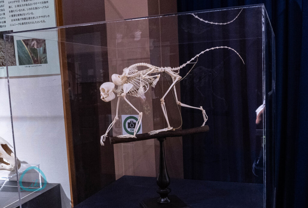 麻布大学 いのちの博物館 全身骨格標本