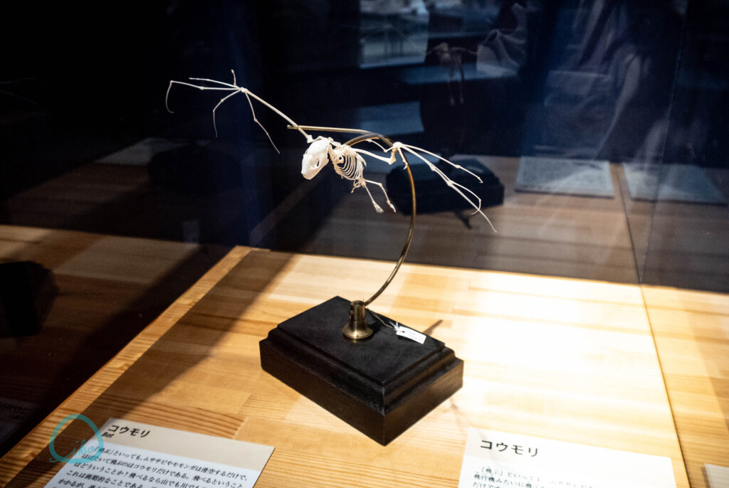 麻布大学 いのちの博物館 全身骨格標本