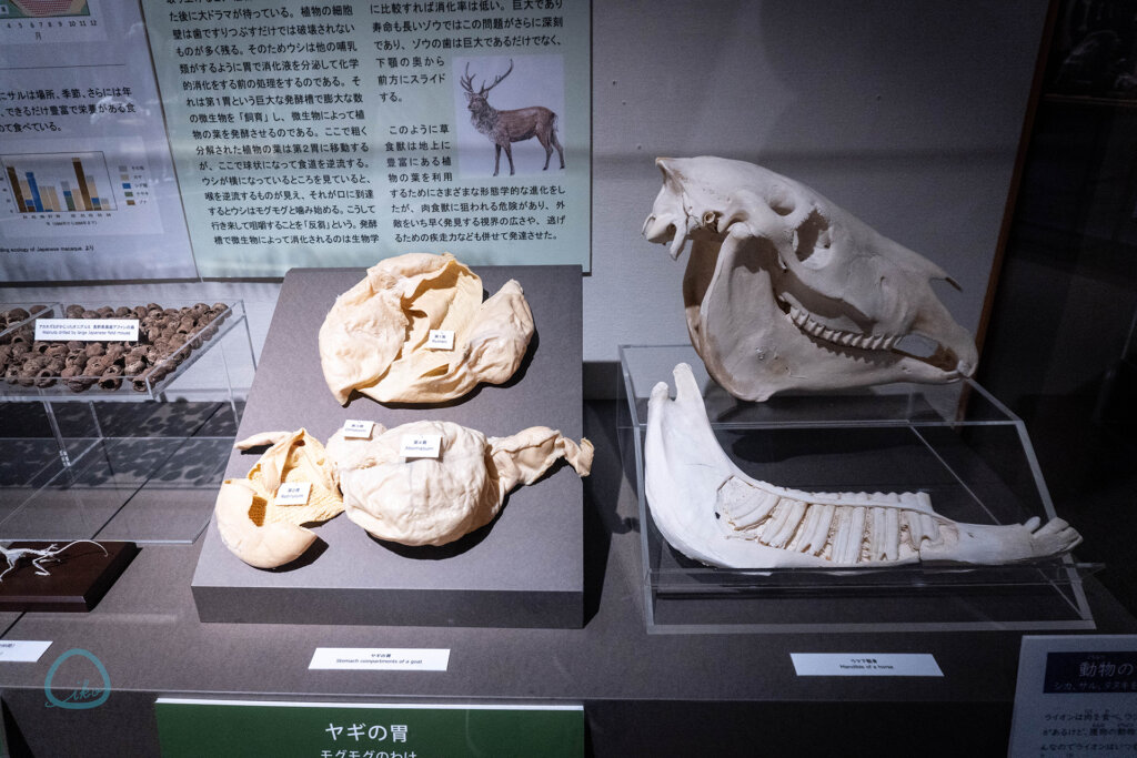 麻布大学 いのちの博物館 全身骨格標本