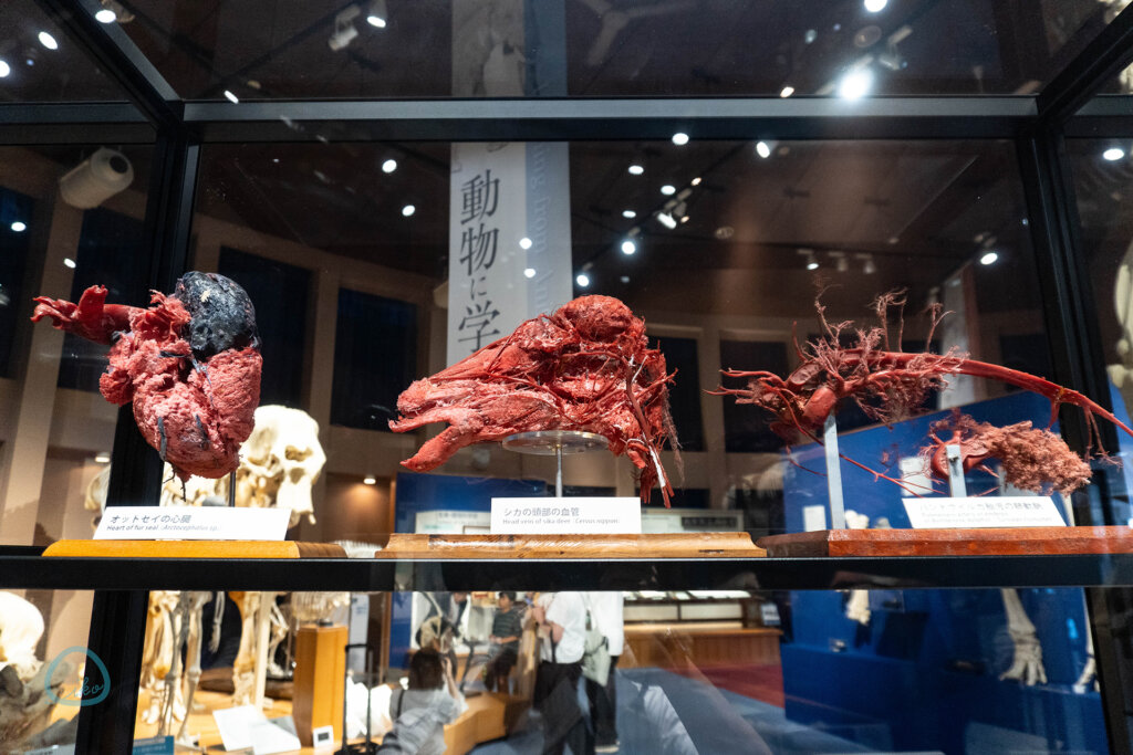 麻布大学 いのちの博物館 鋳型標本