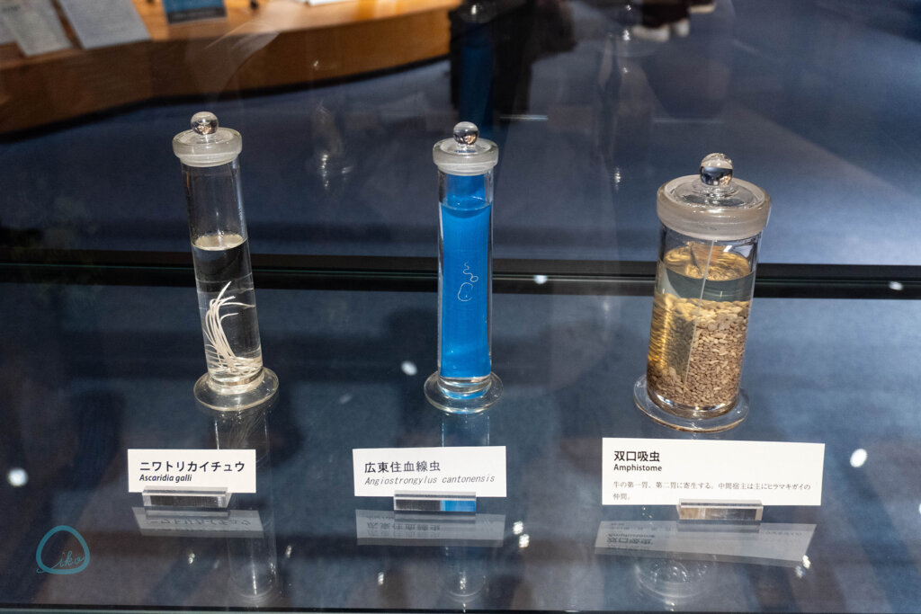 麻布大学 いのちの博物館 全身骨格標本 寄生虫標本