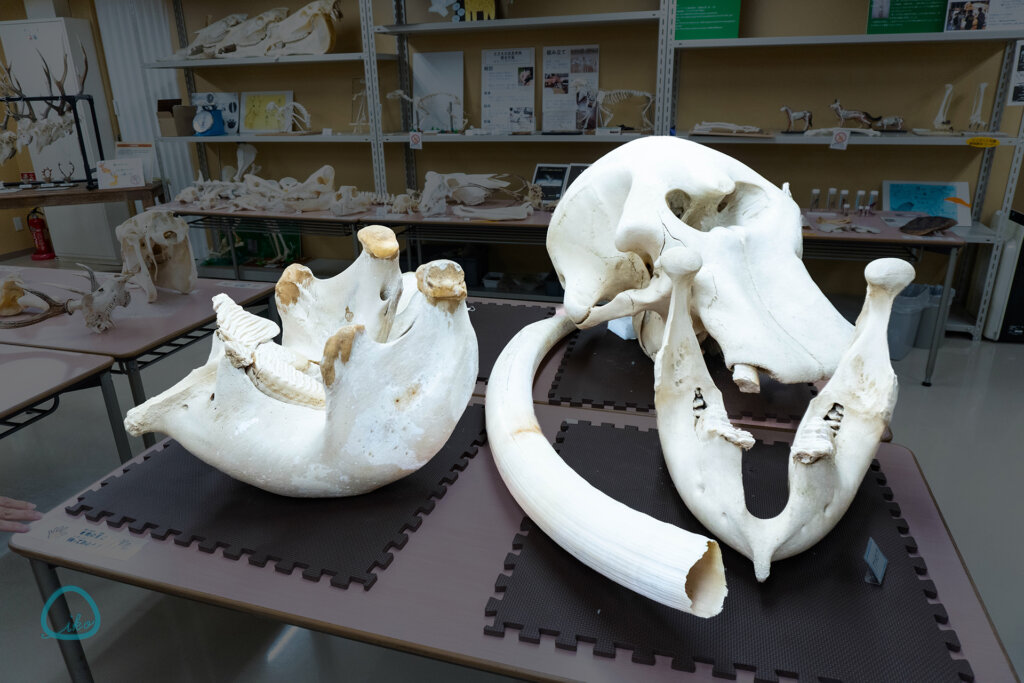 麻布大学 いのちの博物館 全身骨格標本 触れる骨格