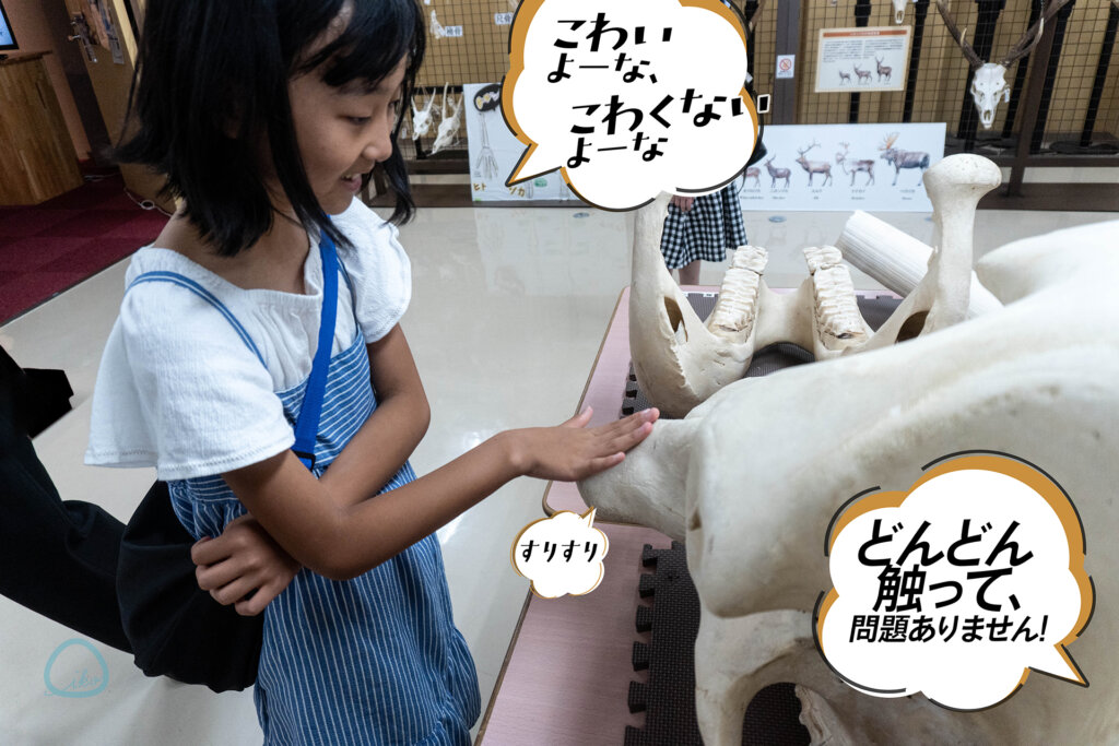 麻布大学 いのちの博物館 全身骨格標本 触れる骨格