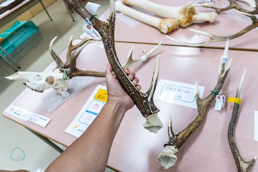 麻布大学 いのちの博物館 触れる骨格 鹿の角の触っている