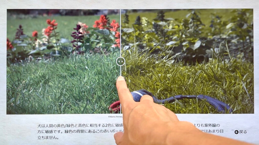犬猫と人間の色覚の違い