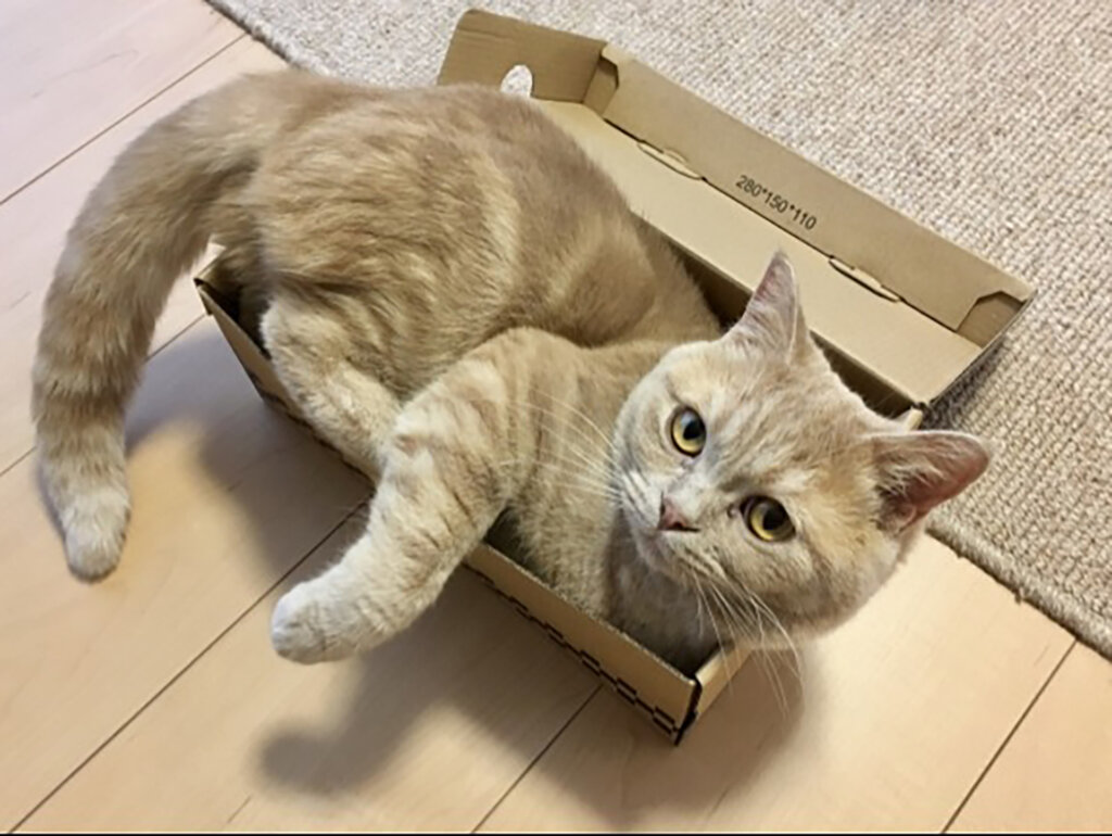 ダンボールに入る猫
