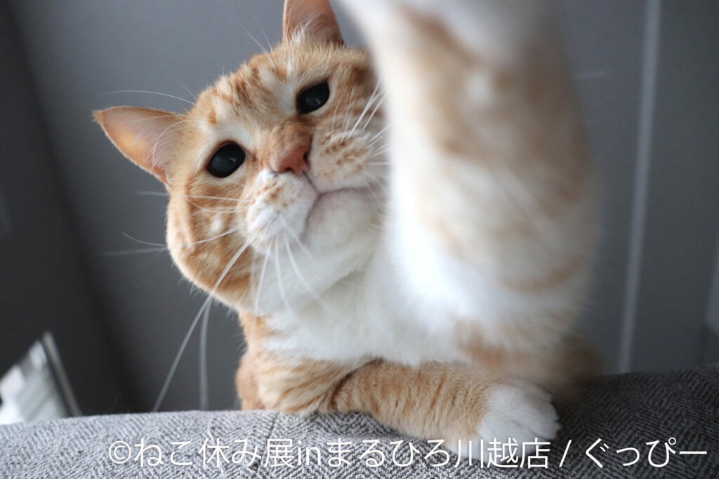 カメラに向かって手をあげる猫