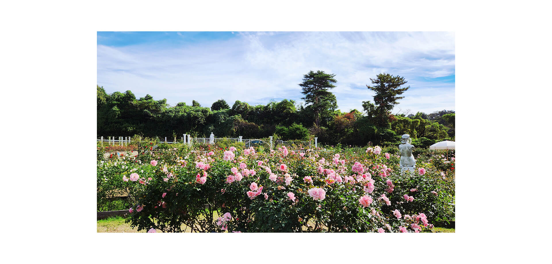 生田緑地ばら苑 色とりどりのばら
