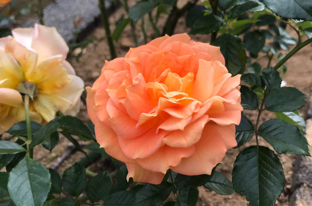 生田緑地ばら苑 色とりどりのばら