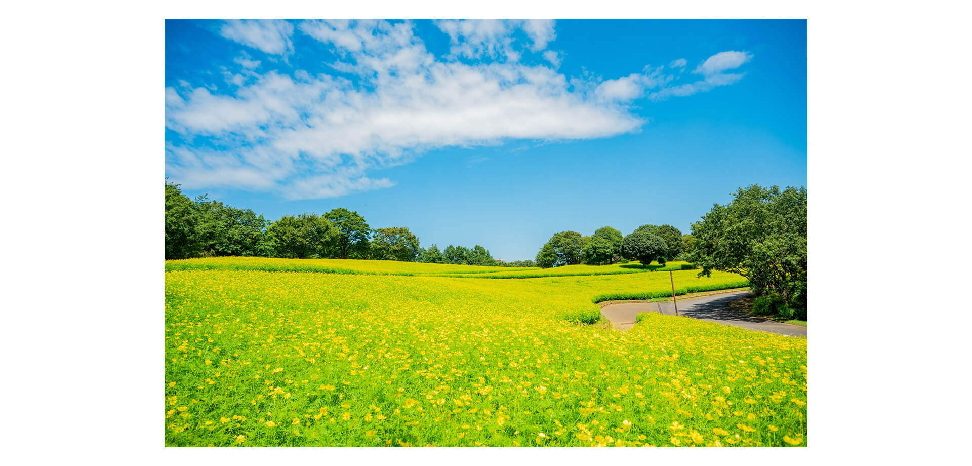 昭和記念公園 黄色のコスモス