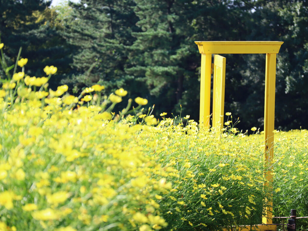 昭和記念公園 黄色のコスモス