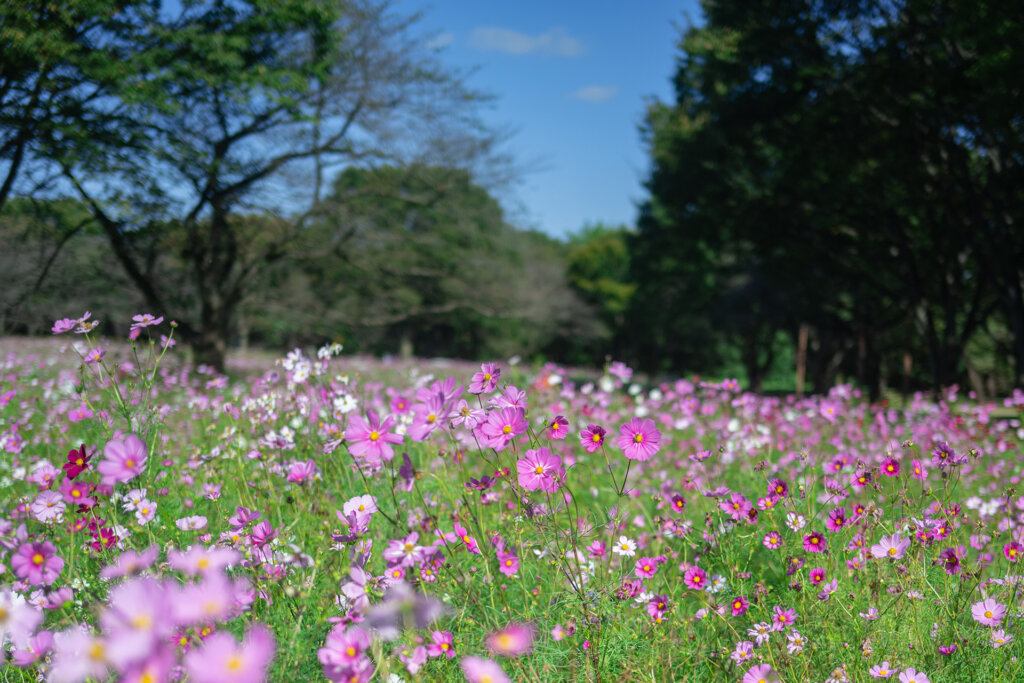 昭和記念公園 ピンクのコスモス