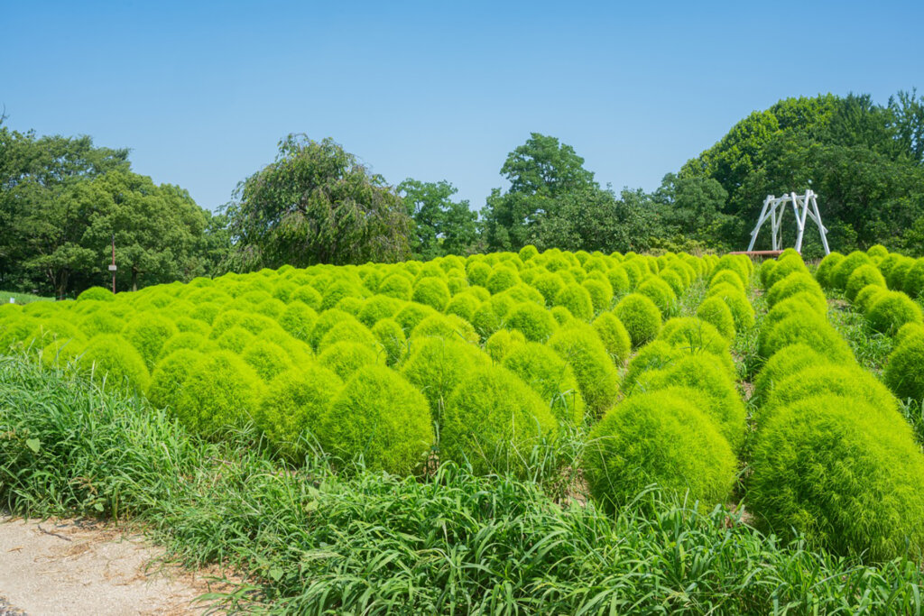 昭和記念公園 緑色のコキア