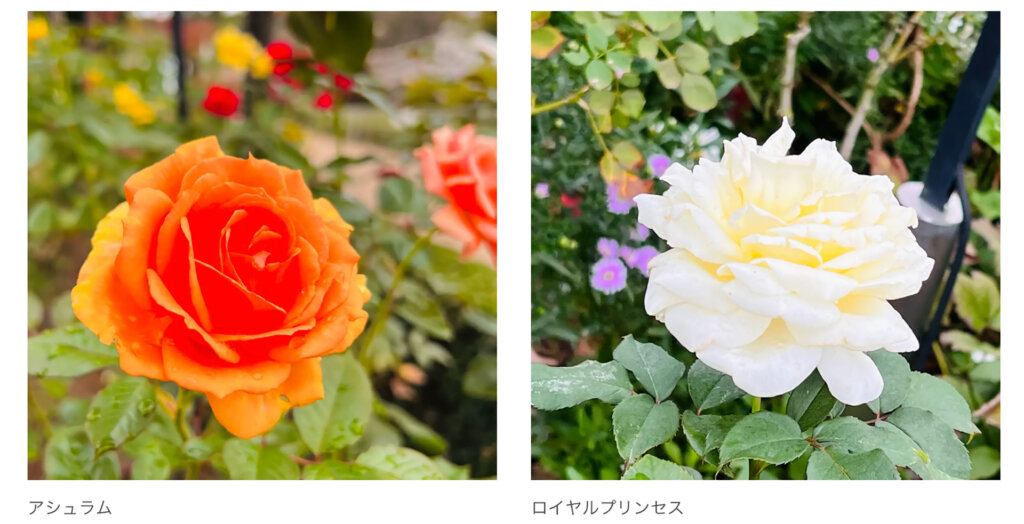 秋バラ　アシュラム　ロイヤルプリンセス